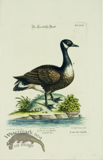 Seligmann Duck 02